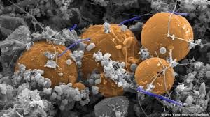 Cientistas descobrem um enorme mundo de vida escondido nas profundezas da Terra