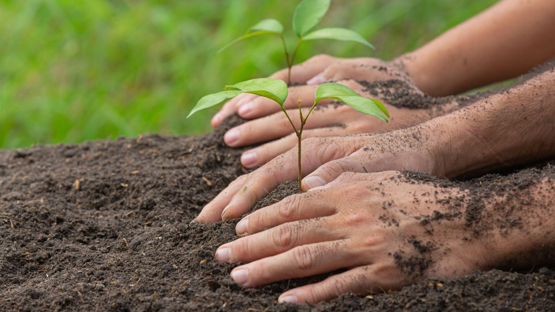 El milagro que nadie vio venir: Etiopía rompe moldes y pasa del 14% al 23% de superficie forestal en solo 6 años