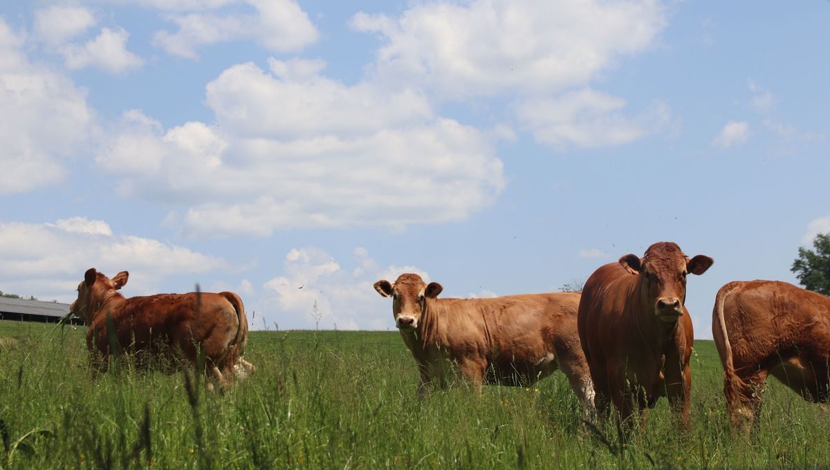 "Une volonté politique": le Conseil départemental de la Corrèze lance un nouveau plan d'aides pour les agriculteurs