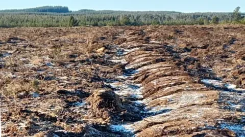 Pourquoi préserver les tourbières boueuses est plus important pour le climat que de planter des milliards d'arbres