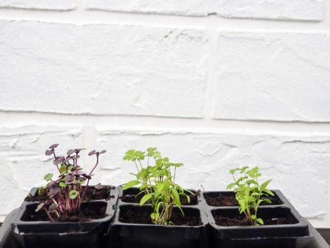 Banks library plant swap returns in early May