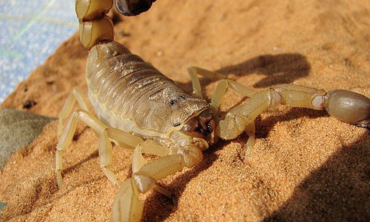 Picado por cobra ou escorpião? Nova ferramenta indica hospitais