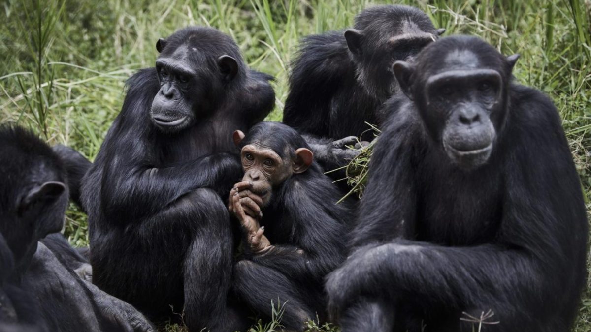En 2017, una epidemia acabó con el líder de un grupo de chimpancés: su muerte ha provocado una 'guerra civil' en la selva de Uganda que se repite cada cinco siglos
