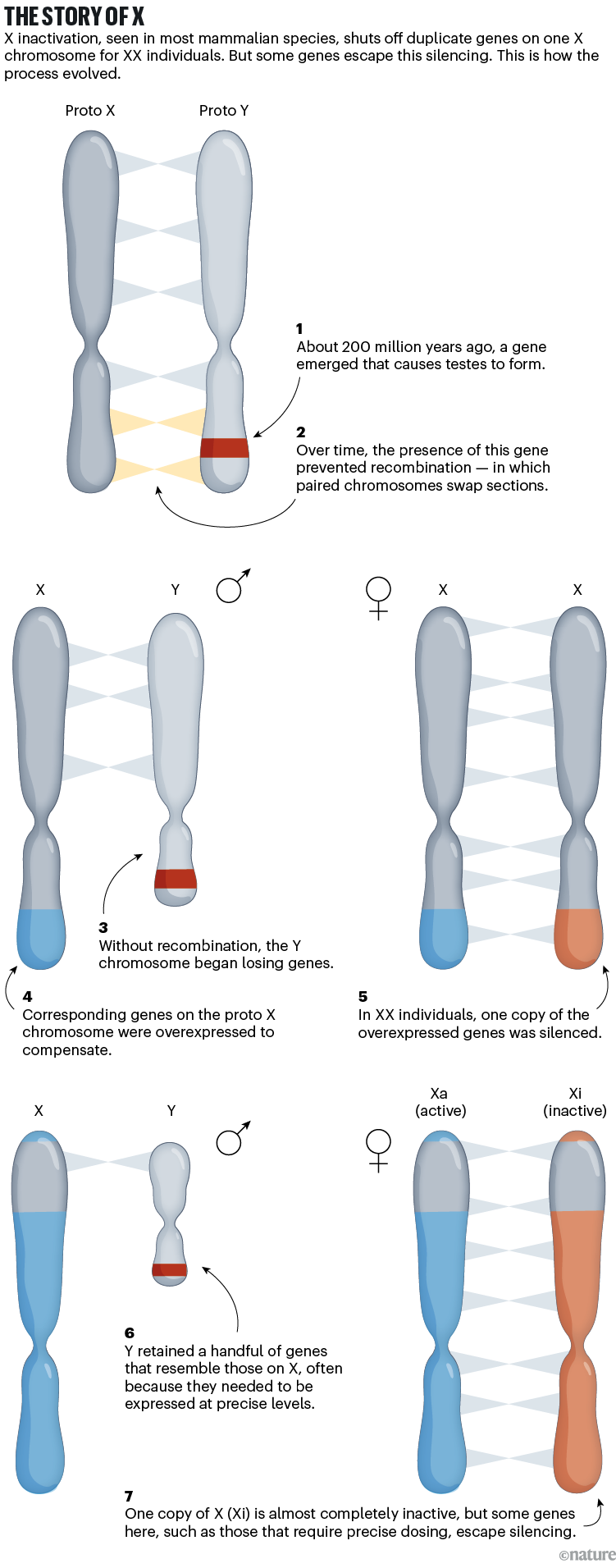 The misunderstood sex chromosome: how X affects your health