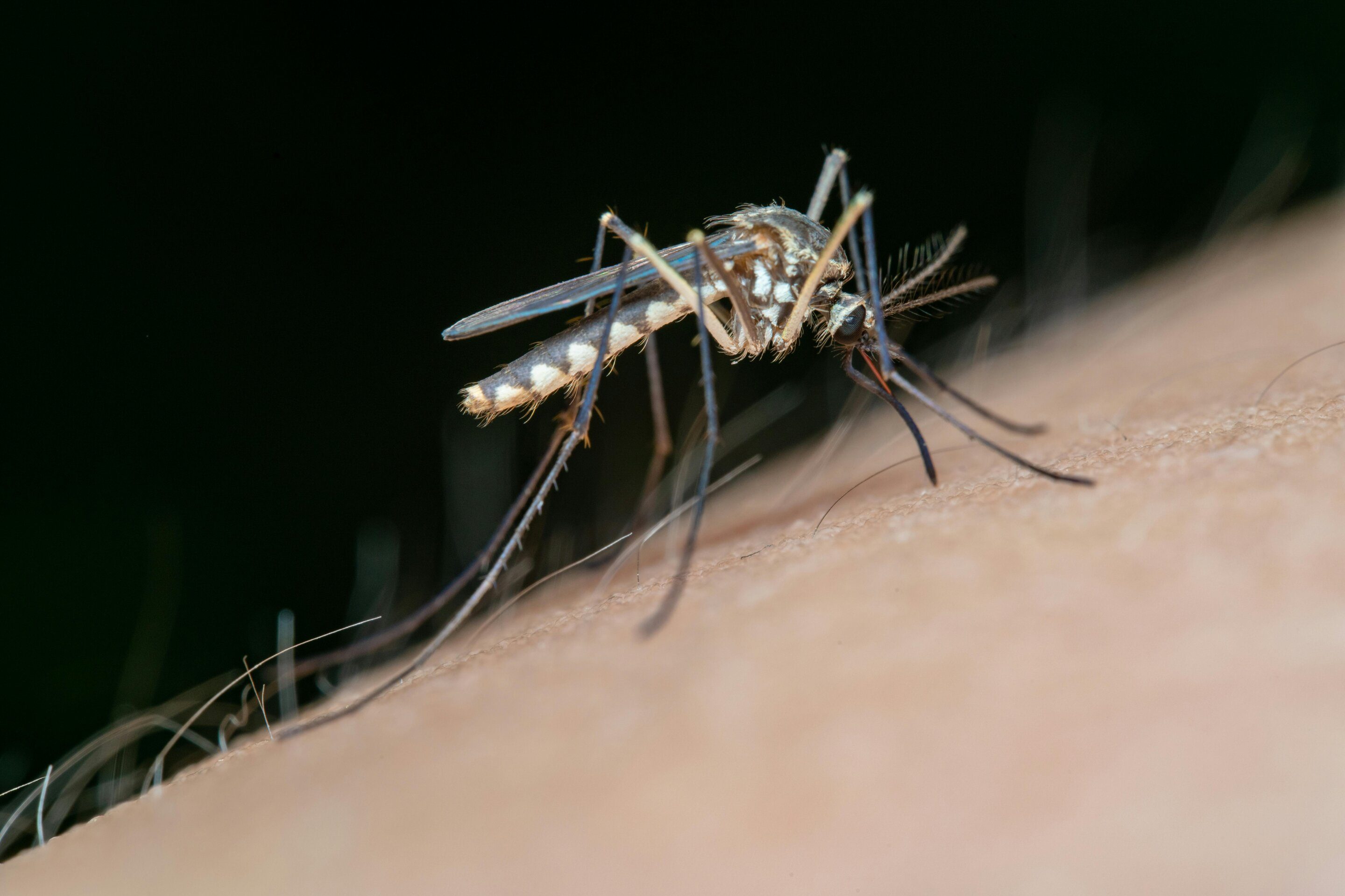 Malaria rebound spurs AI-driven hunt for parasite genes linked to deadly cases