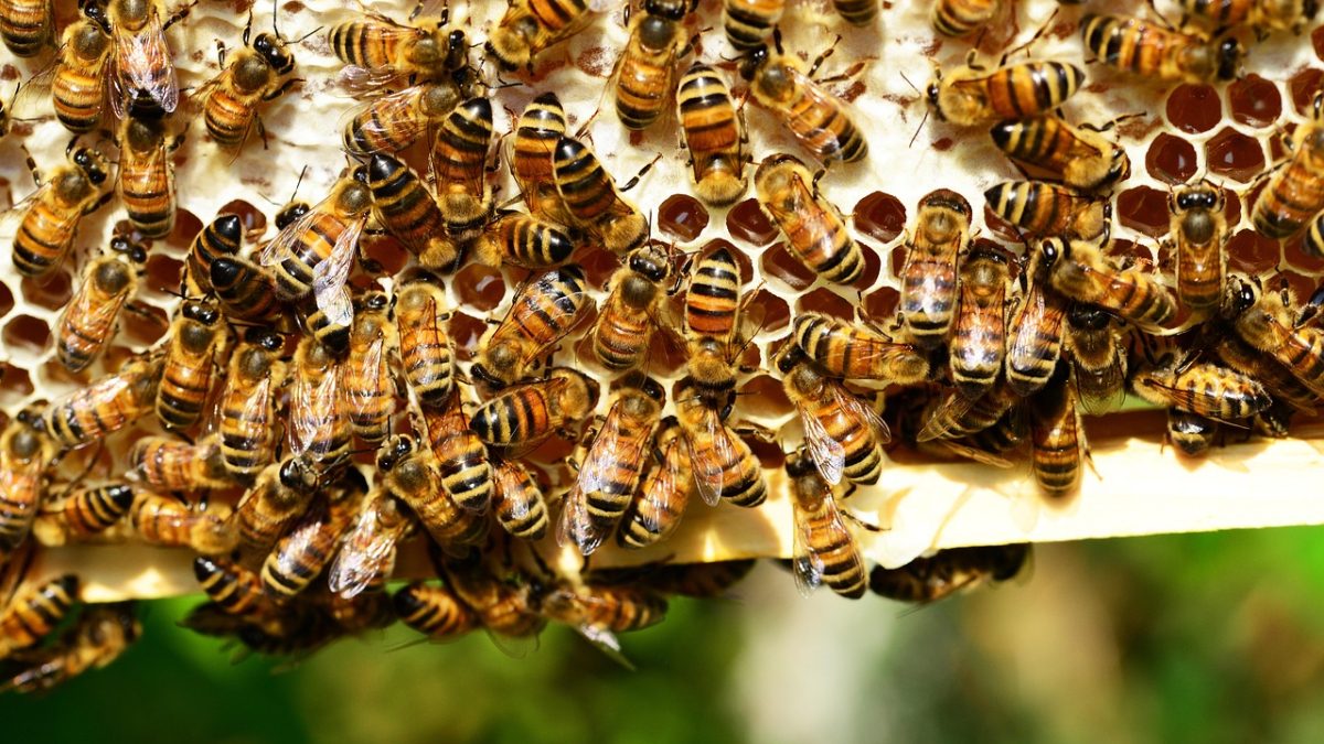 Los científicos coinciden: la desconocida especie de abejas que mantiene con vida al Amazonas y que es clave para su regeneración