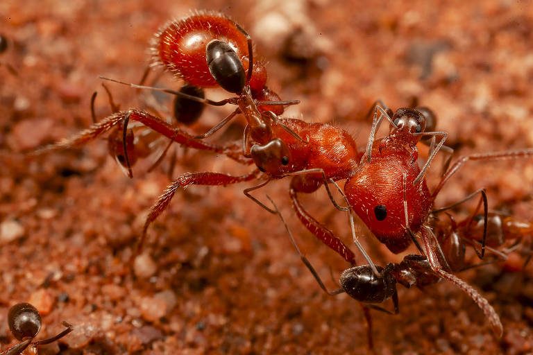 Formigas param em 'serviço de lava-rápido' oferecido por outra espécie no deserto