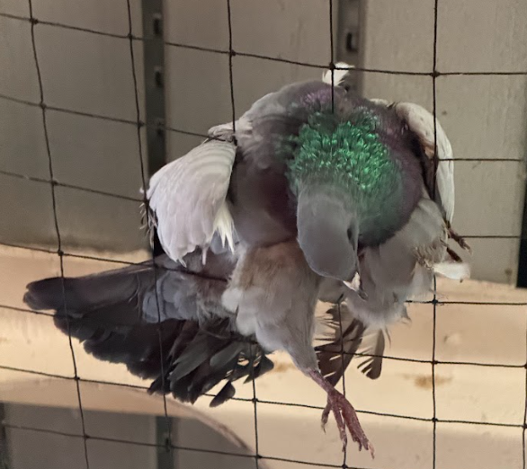 Sainsbury's Wycombe 'cruel' pigeon nets prompt calls for removal