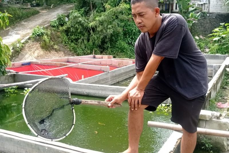 Pemerintah Kabupaten Lebak Targetkan 2027 Swasembada Ikan Tawar