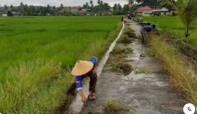 Sawah di Pariaman Sumbar Jadi Lokasi Riset Teknologi Jepang