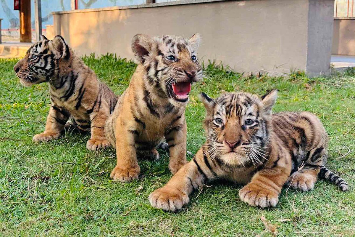 Hổ châu Á sinh 3 con trong vườn thú ở Gia Lai