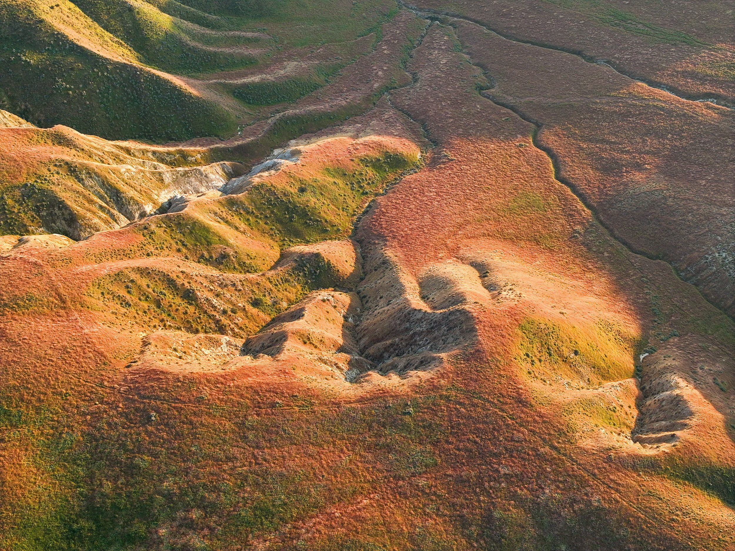 The ramifications of record-shattering heat on the West’s ecosystems