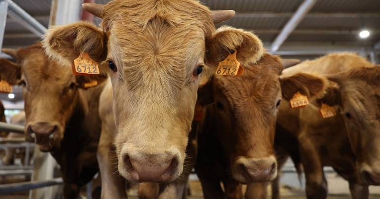 Investigadores encontram bactéria resistente em gado