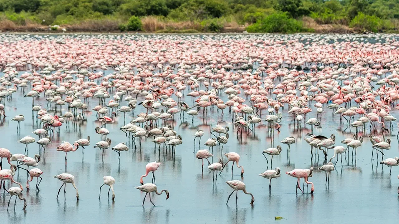 Nerul Flamingo Lake पर प्रदूषण का खतरा, जांच में जहरीले पानी का खुलासा