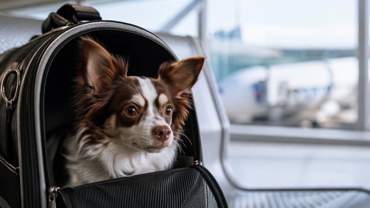Todo lo que debes saber sobre el nuevo pasaporte para mascotas en Europa