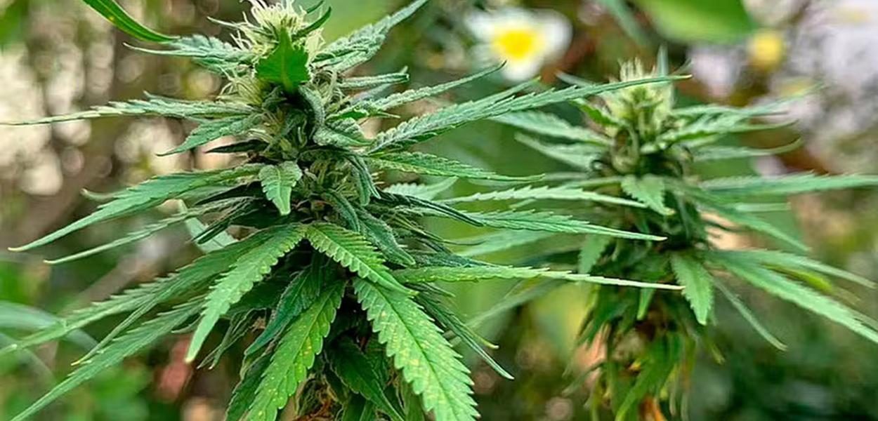 Governo Trump reclassifica maconha medicinal e abre caminho para pesquisas nos EUA