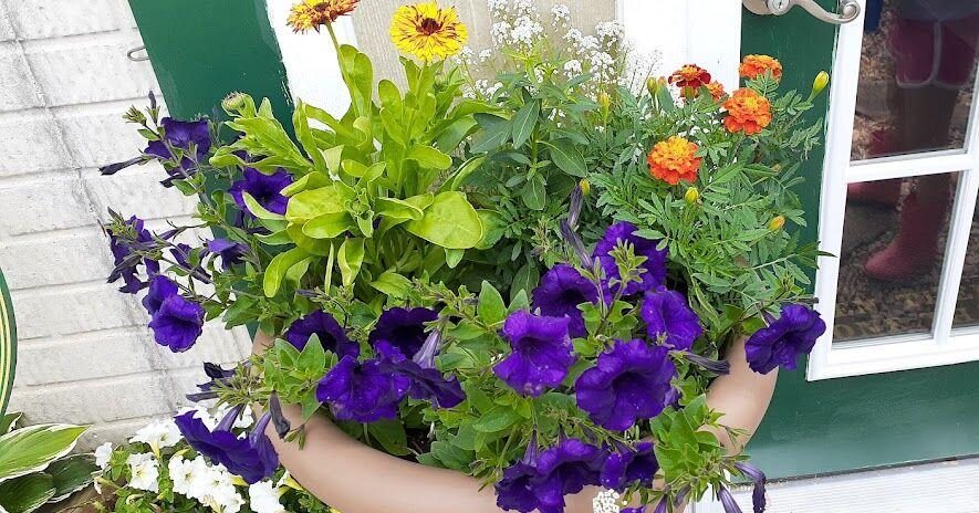 Annuals: Providing fast color to landscapes