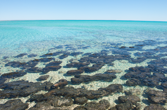 The Australian Rocks That House the Oldest Life-Forms on Earth