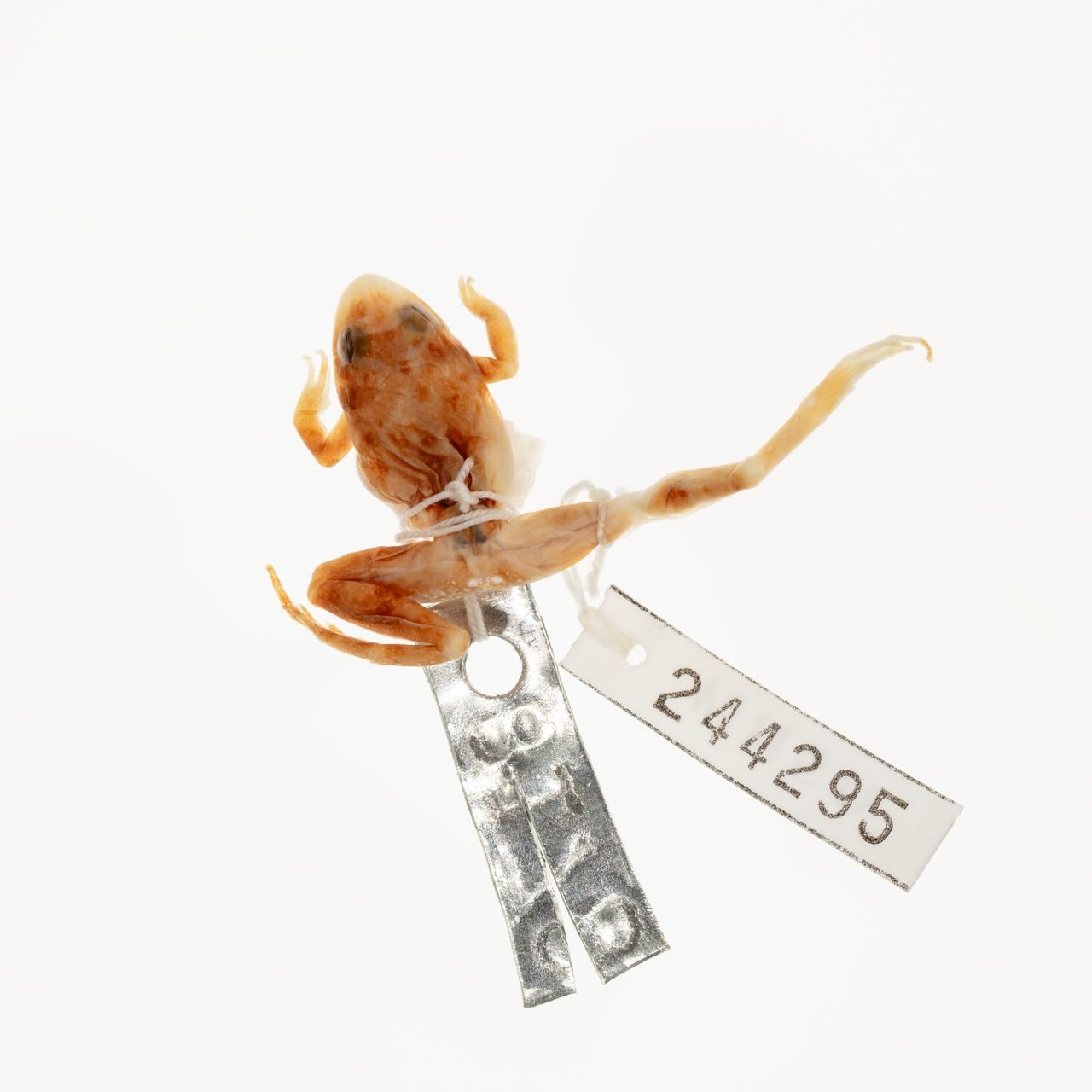150-Year-Old Frogs Collected by a Founding Smithsonian Naturalist Helped 21st-Century Scientists Track How Pesticides Devastated Amphibian Populations in Illinois