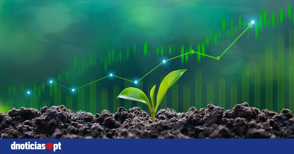 Plantas conseguem sentir o som da chuva e germinar mais rapidamente