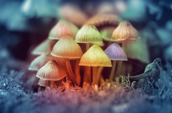 The Problem with Psychedelic Research