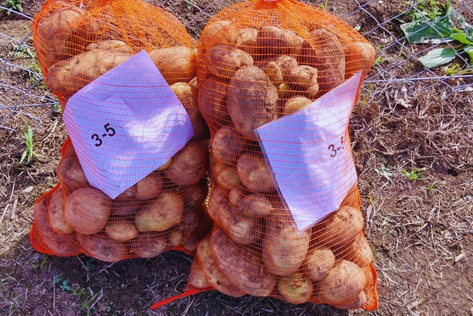 Papas más resistentes: logran proteger el cultivo frente a dos de los virus más dañinos
