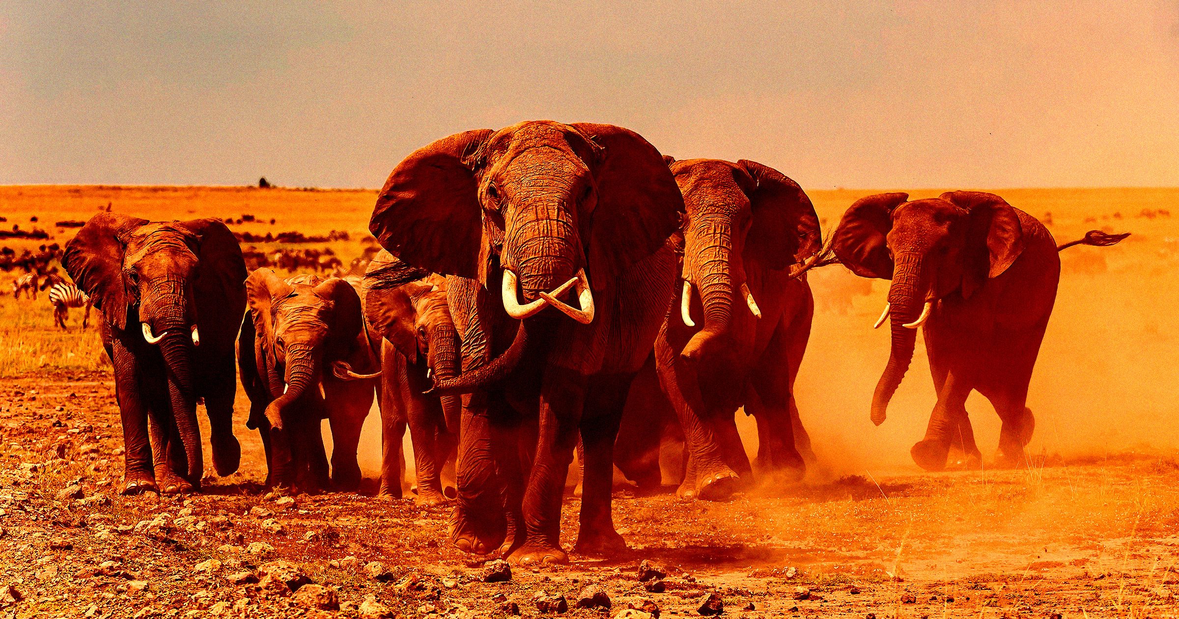 Millionaire Big Game Hunter Trampled to Death by Elephants