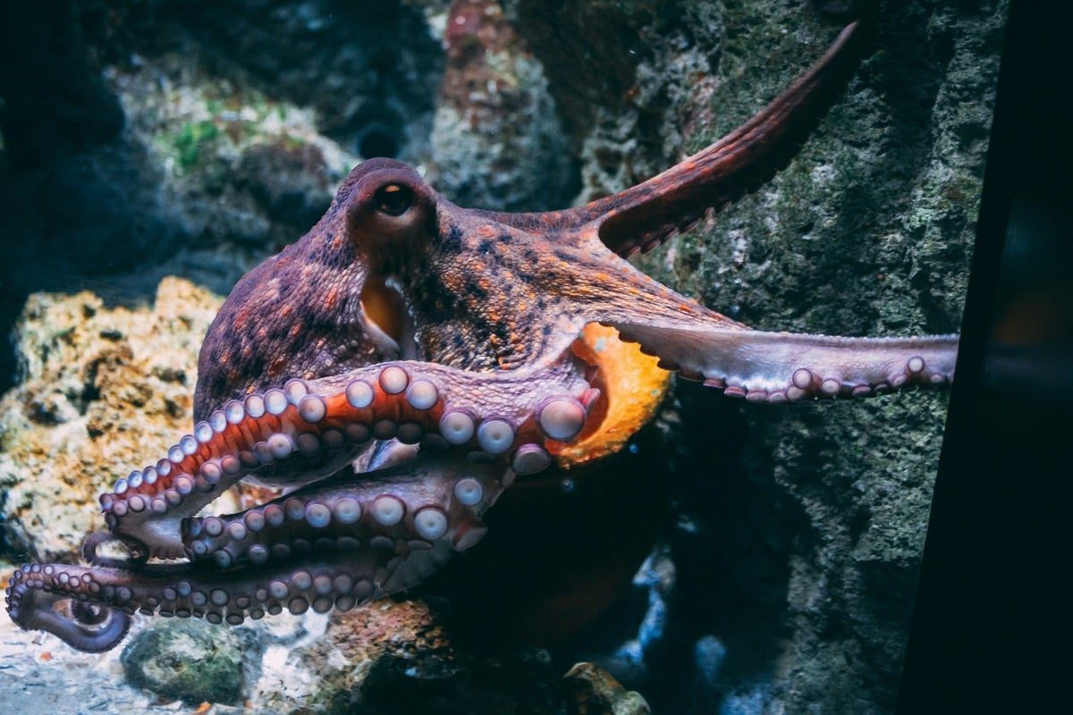 Vancouver Island’s Monster ‘Kraken’ May Have Ruled The Cretaceous Seas