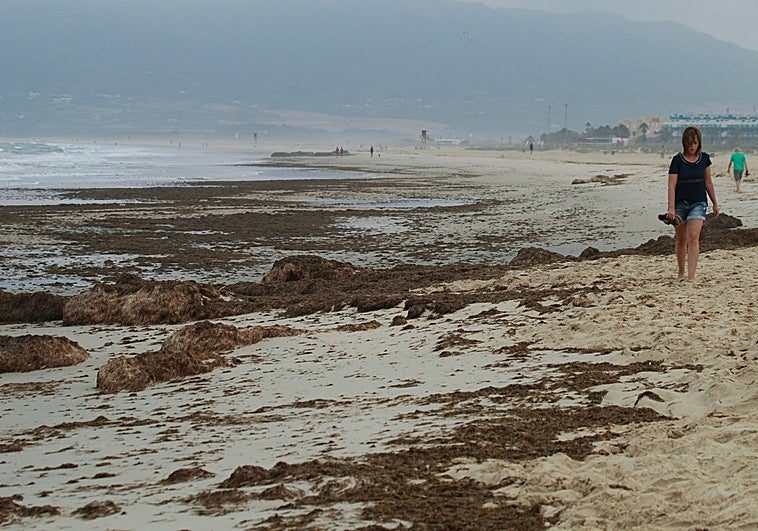 Se buscan 'ojos' para vigilar la invasión del alga asiática en las playas de Granada