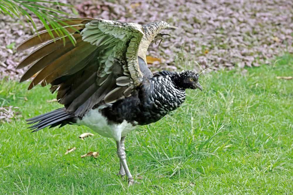 The Birds with Built-in Weapons in Their Wings