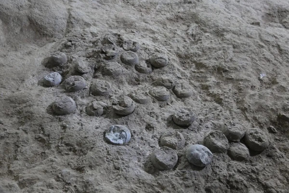 Peneliti Tiongkok Kembangkan Lapisan Nano untuk Lindungi Fosil Telur Dinosaurus
