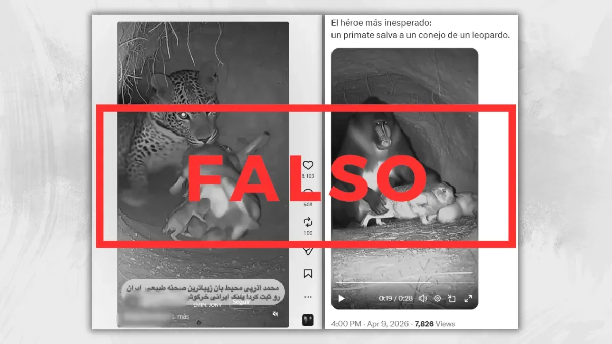 El supuesto rescate de un conejo por un primate fue generado con IA