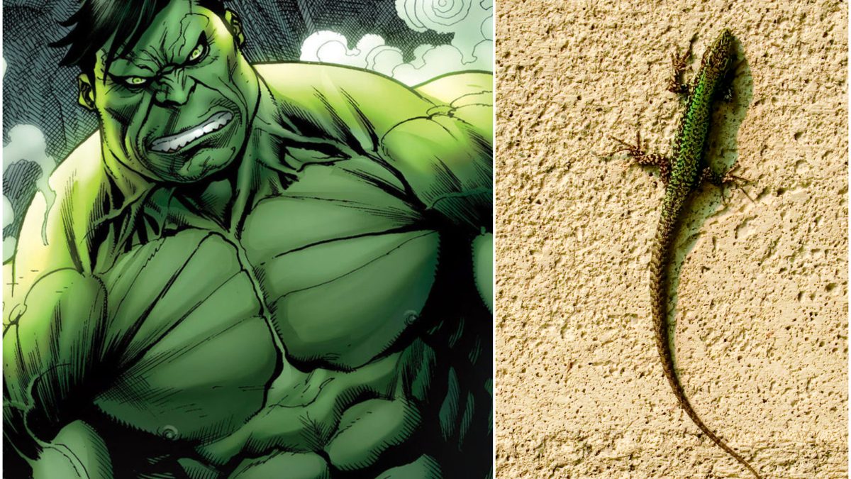 Los lagartos Hulk amenazan el equilibrio evolutivo e inquietan a los biólogos