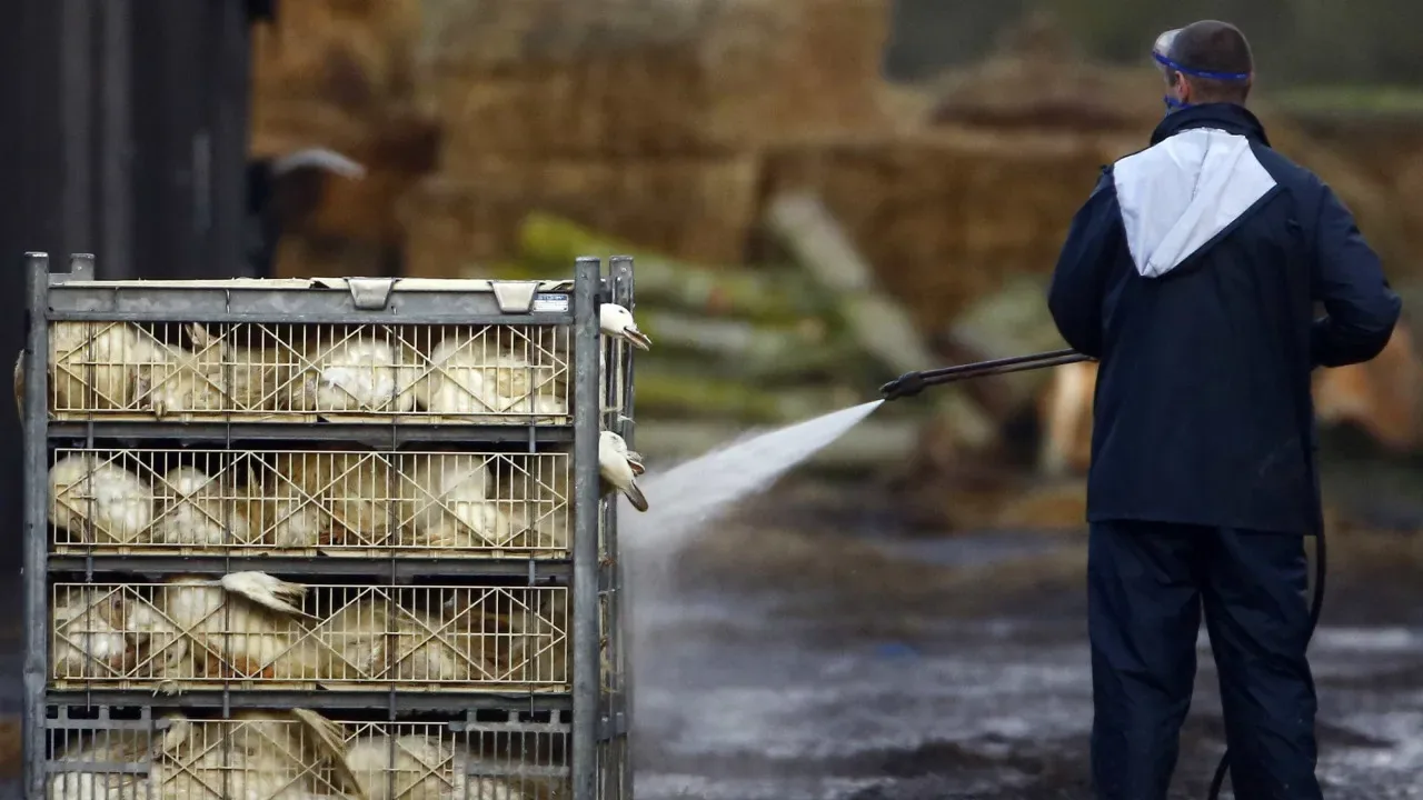 França reduz risco de gripe das aves para "moderado"