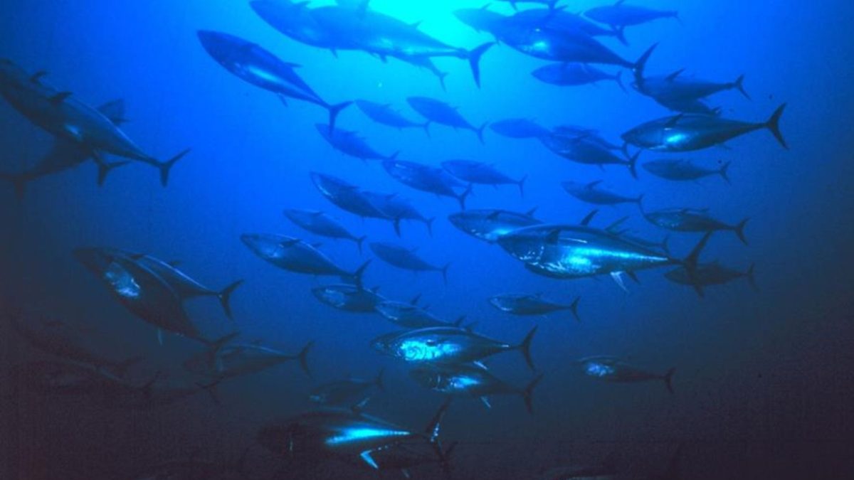 Más de 150 especies de peces no nativas invaden las aguas del mar Mediterráneo: España, uno de los países más afectados