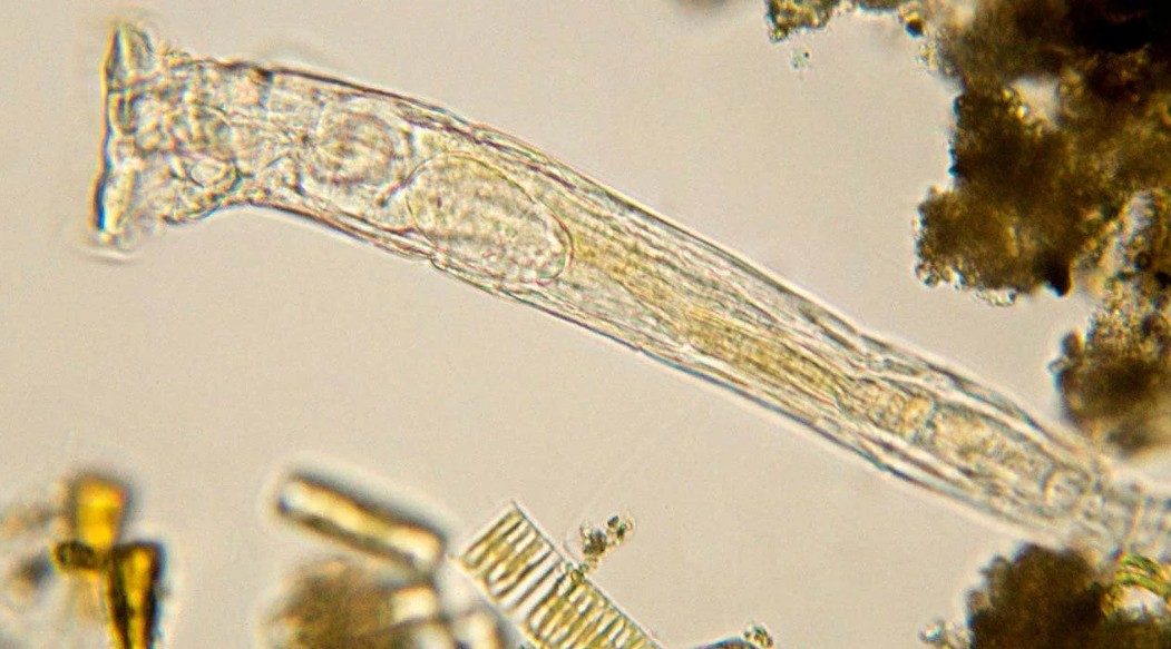 'Verme zumbi' de 24 mil anos é reanimado por cientistas e volta a se reproduzir em laboratório