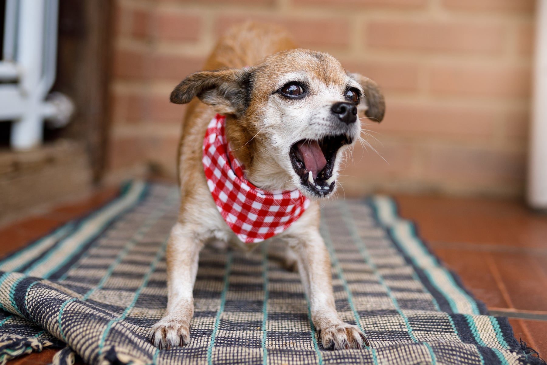Dear Annie: My neighbors ignore their dogs’ endless barking. It’s disrupting my life
