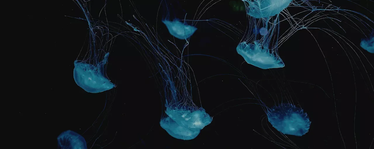 Explore the Sea Floor with NCEI’s Modernized Portal