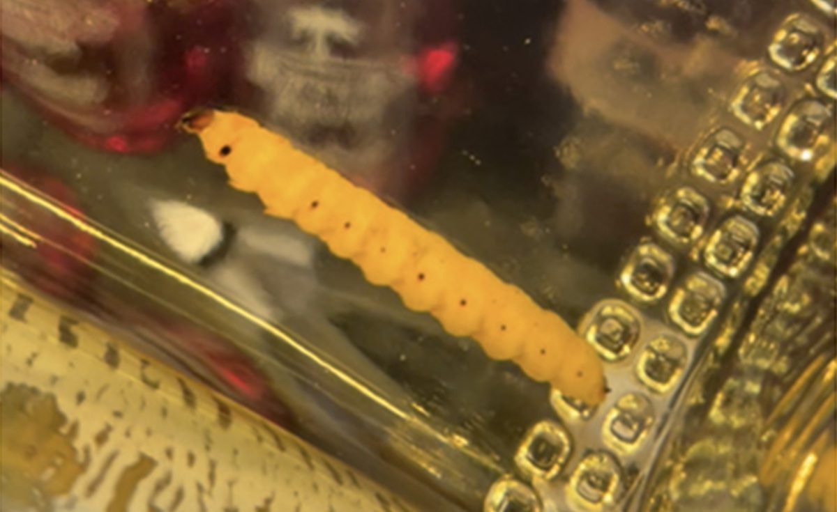 Rahasia Larva dalam Botol Mezcal Terbongkar, Ilmuwan Temukan Identitas Aslinya Melalui DNA