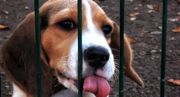 FDA Push to Cut Animal Testing Shows Early Progress