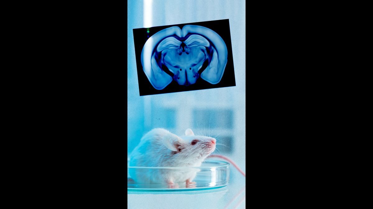 Des chercheurs parviennent à réactiver un cerveau de souris cryogéniser