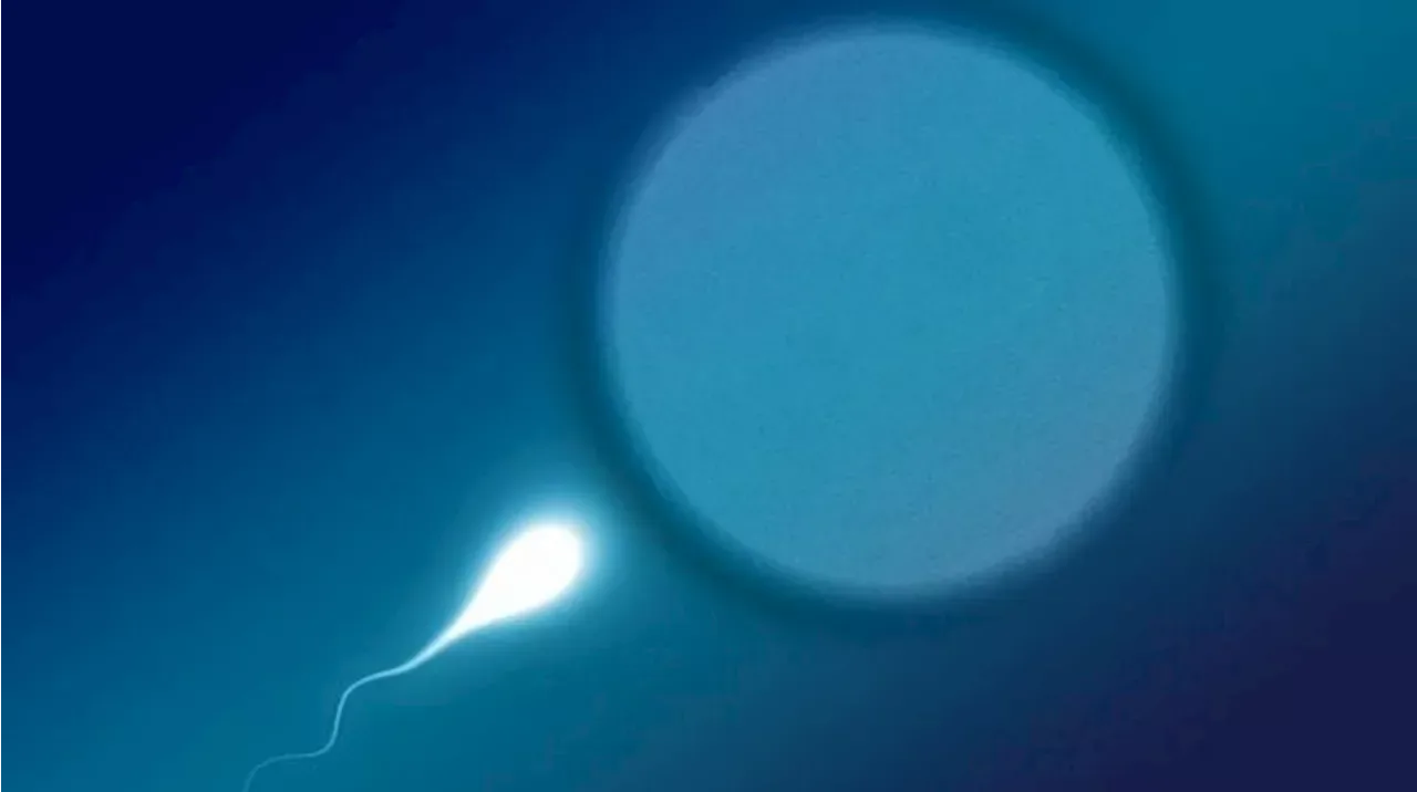 Study Explores How Microgravity Affects Sperm Fertilization in Space