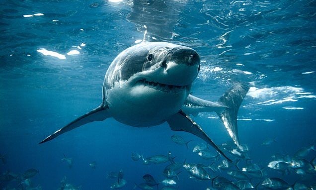 Great white sharks could soon appear in BRITAIN: Scientists warn warming waters could bring the predators back to the North Sea