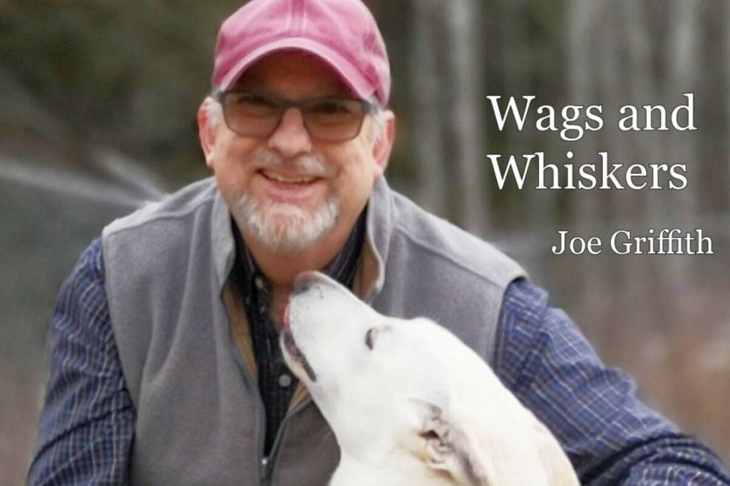 Living on edge: Helping dogs who can’t settle