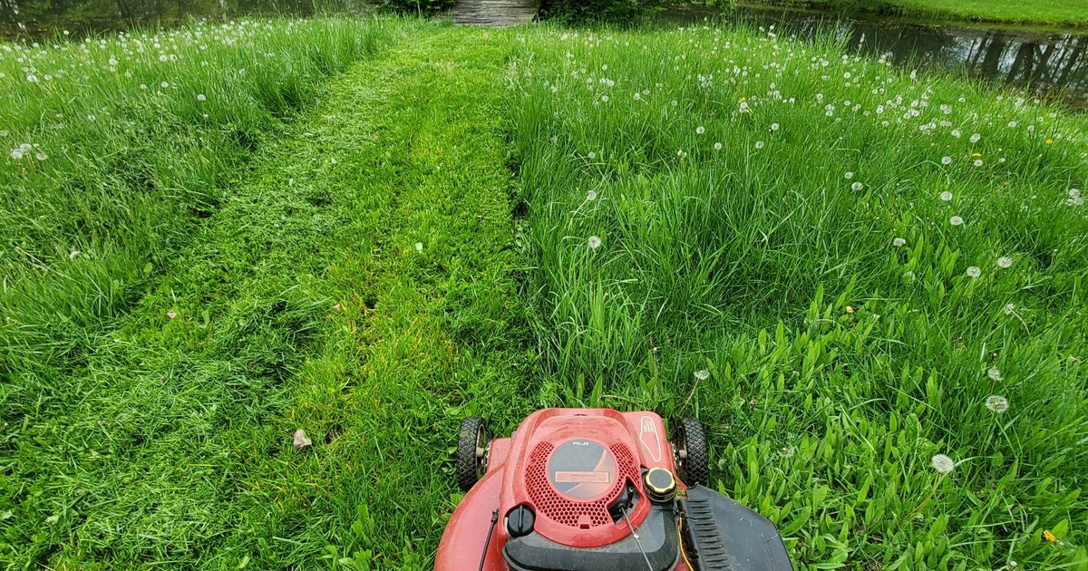 Gardeners told not to mow lawns for next 31 days