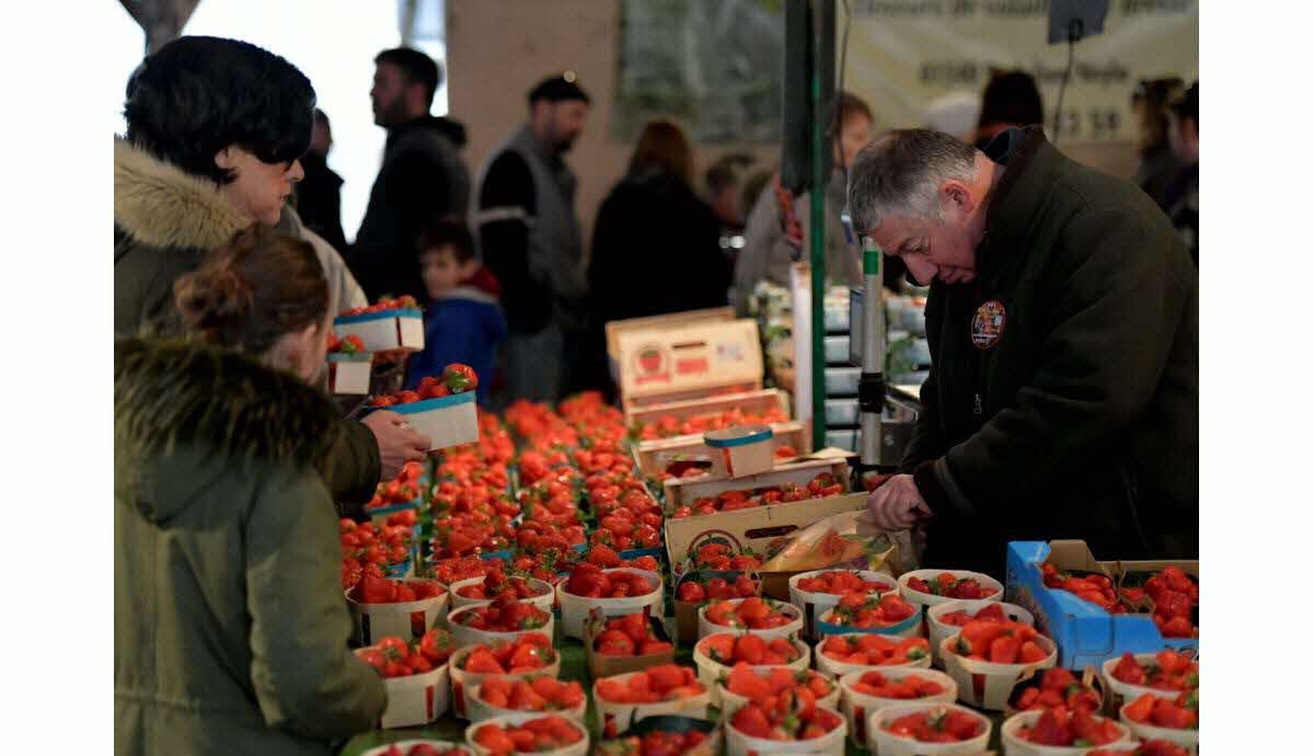 Décryptage. Une récolte débordante « sans précédent » : pourquoi c'est le moment d’acheter des fraises