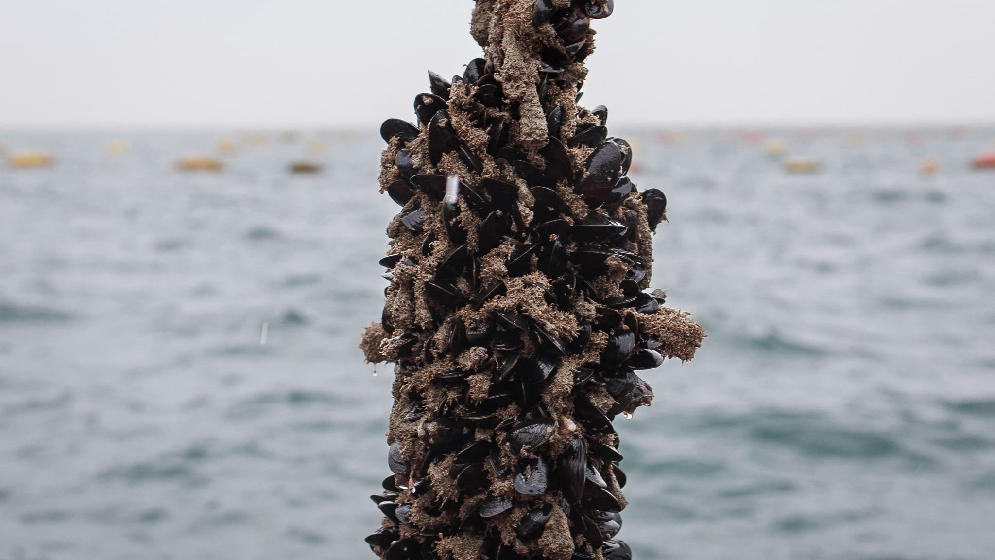 L'état d'urgence proclamé: la Californie est confrontée à une invasion de moules dorées