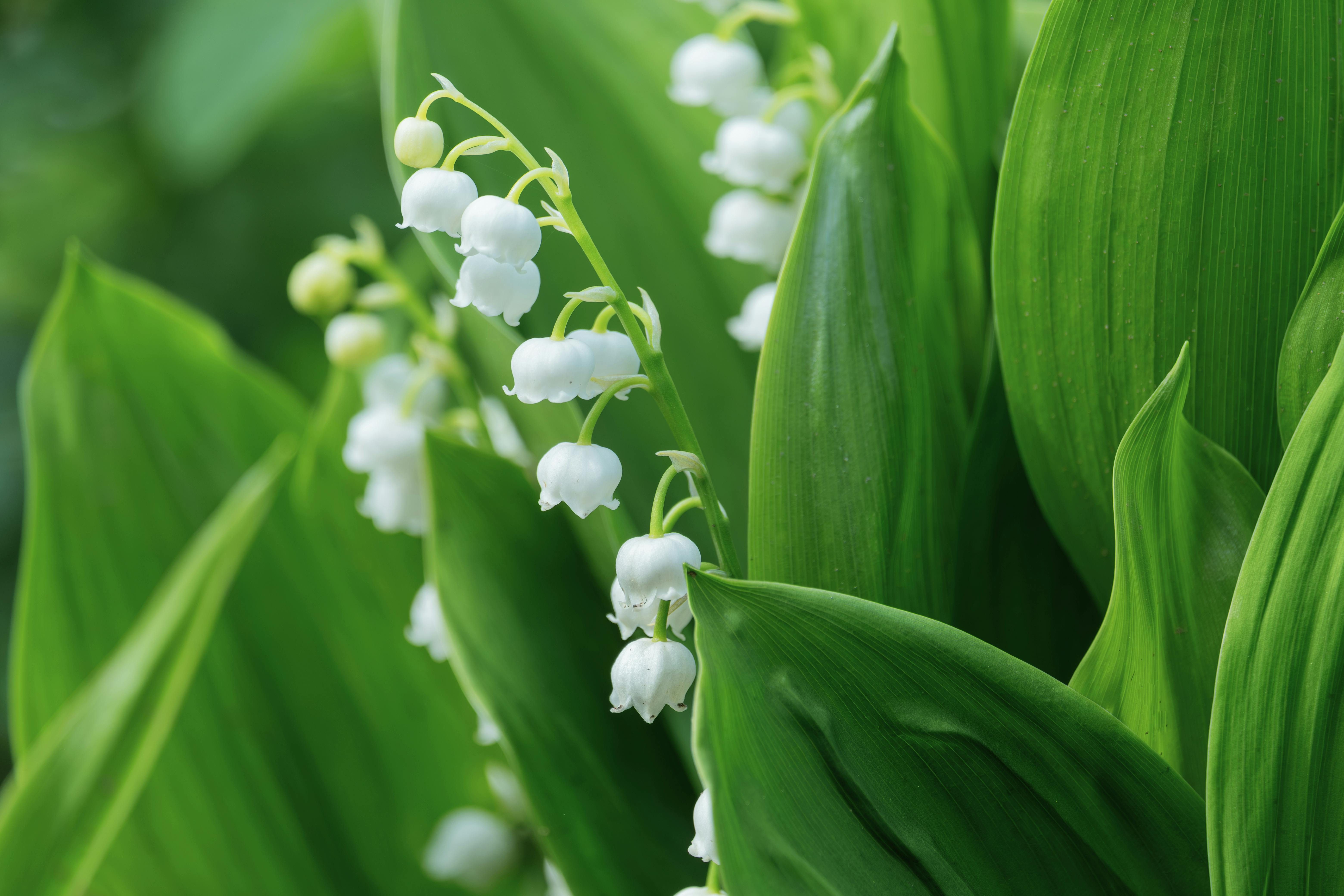 Vente de muguet par les particuliers le 1er mai : ce qu’il faut savoir